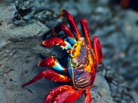 krab