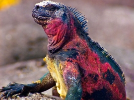 leguan